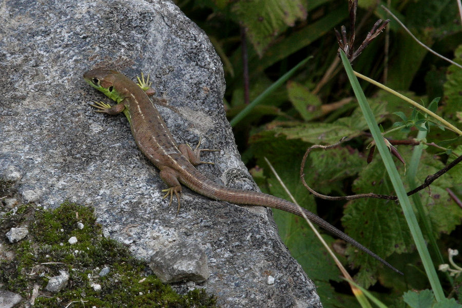 Identificazione lucertola